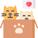 kitten